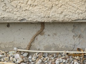 subterranean termite tub on stem wall