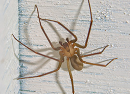 Arizona Brown Spider on a painted wall