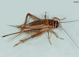 Cricket