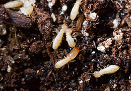 subterranean termites crawling in soil.