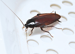 Cockroach