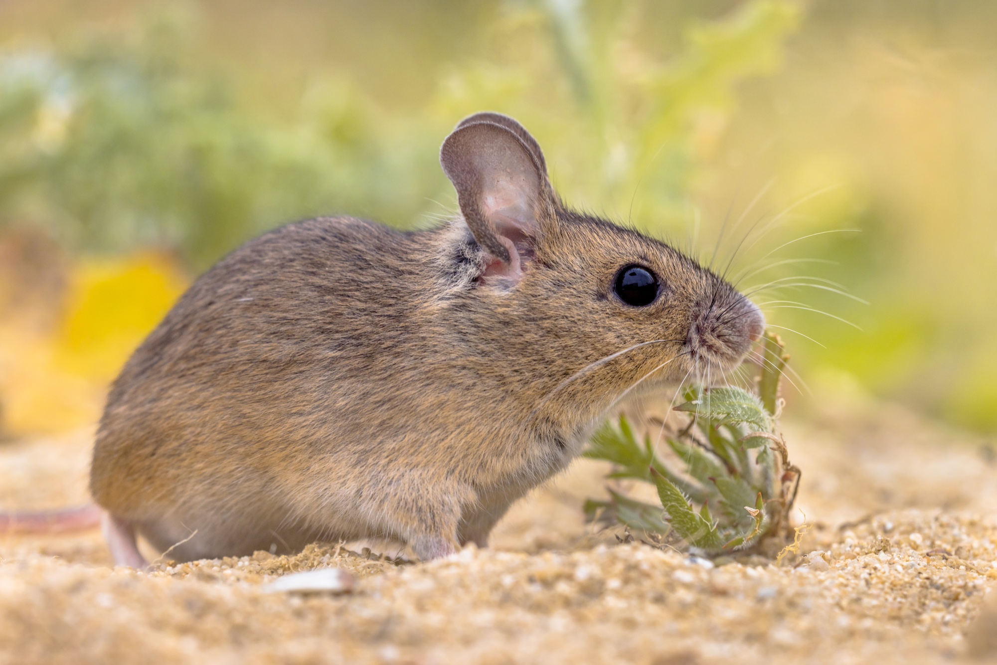 pack rat in the Southern Arizona desert