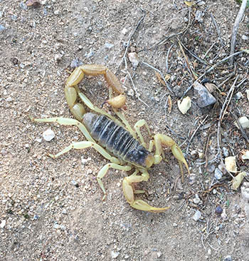 Giant Desert Hairy Scorpion