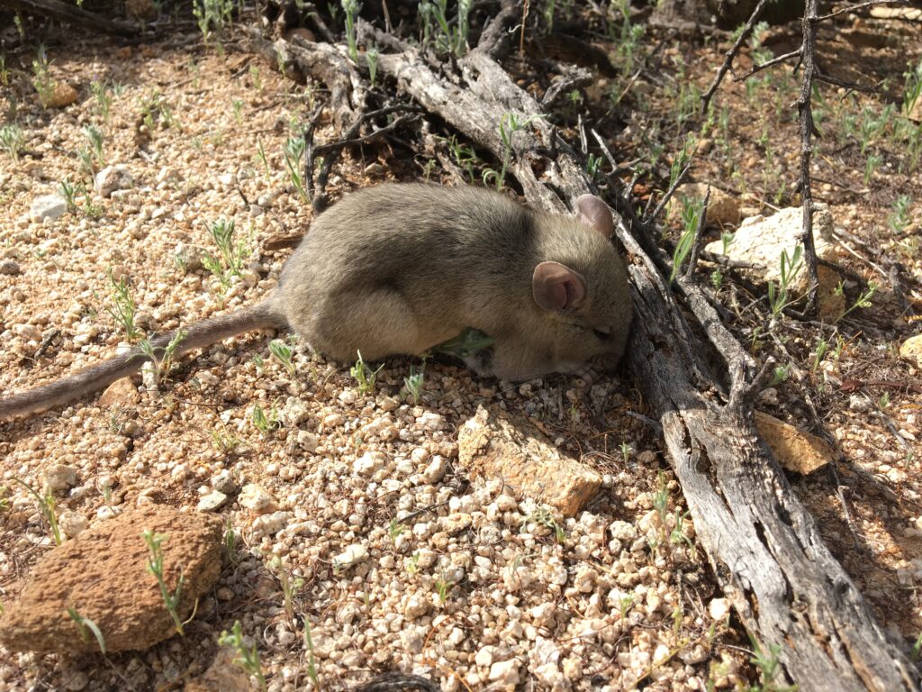 Pack Rat in the desert during the day.