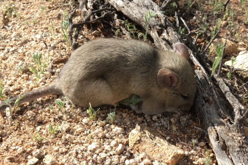 Pack Rat in the desert during the day.