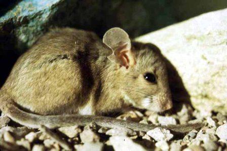 Pack Rat
