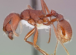 Harvester Ant