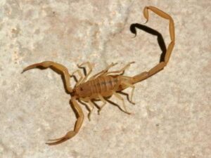 Arizona Bark Scorpion