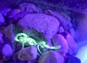 Scorpion under a blacklight try to hiding under rocks in Tucson, AZ
