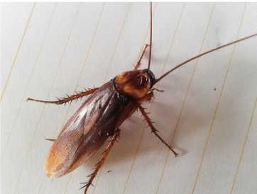Close-up of a cockroach on a light-colored surface